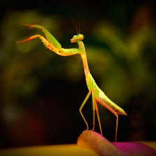Conductor Music by NITA KURNIA PURADIREDJA